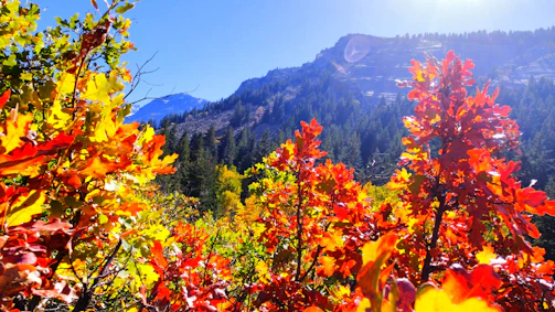 Close-up of vibrant autumn leaves framing the vast canyon and distant mountain peaks.