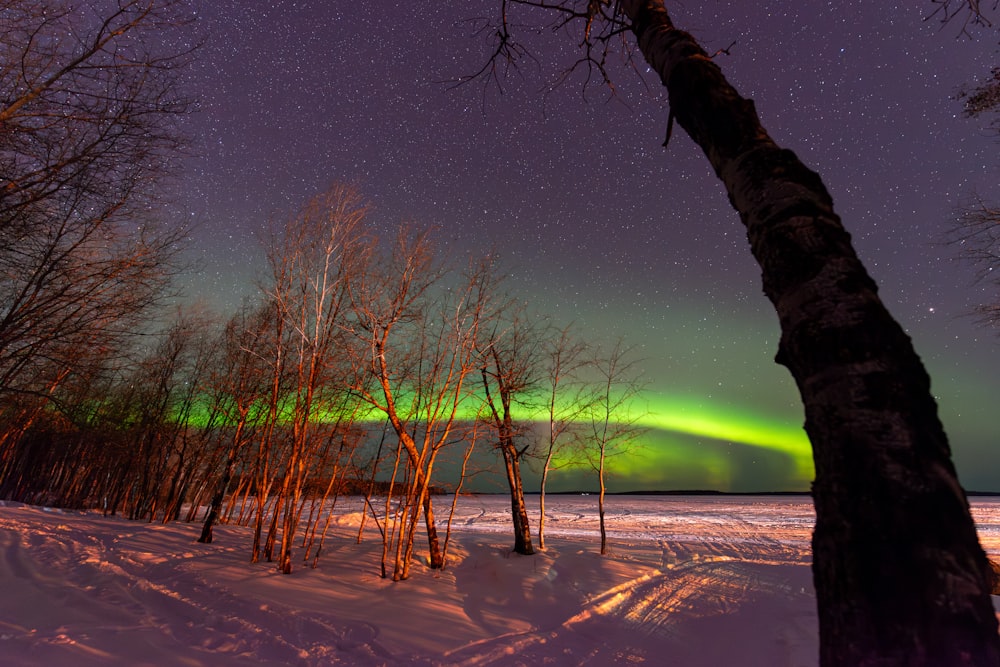 a green and purple aurora over a snow covered forest