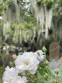 Close-up of delicate floral wreaths resting respectfully on a grave.