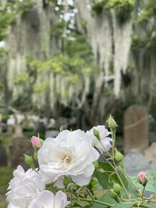 A close-up of delicate white roses with a few pink buds in a serene cemetery setting. The background features old tombstones and large trees draped with Spanish moss, creating a peaceful and slightly somber atmosphere.