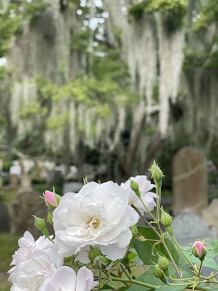 A close-up of delicate white roses with a few pink buds in a serene cemetery setting. The background features old tombstones and large trees draped with Spanish moss, creating a peaceful and slightly somber atmosphere.