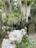 A close-up of delicate white roses with a few pink buds in a serene cemetery setting. The background features old tombstones and large trees draped with Spanish moss, creating a peaceful and slightly somber atmosphere.