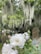 A close-up of delicate white roses with a few pink buds in a serene cemetery setting. The background features old tombstones and large trees draped with Spanish moss, creating a peaceful and slightly somber atmosphere.