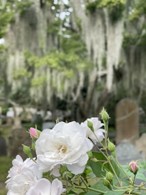 A close-up of delicate white roses with a few pink buds in a serene cemetery setting. The background features old tombstones and large trees draped with Spanish moss, creating a peaceful and slightly somber atmosphere.