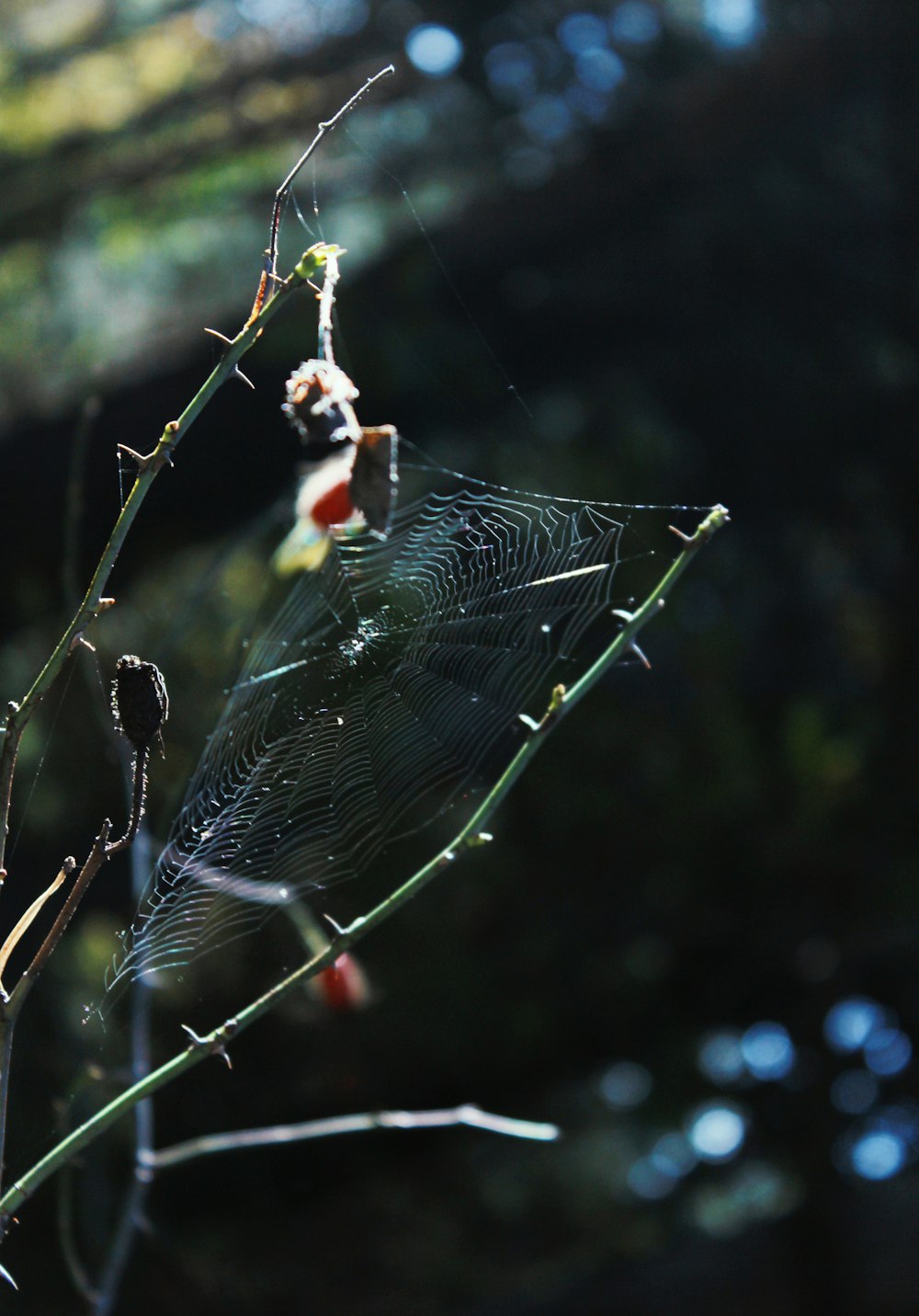 a spider web on a tree branch in a forest