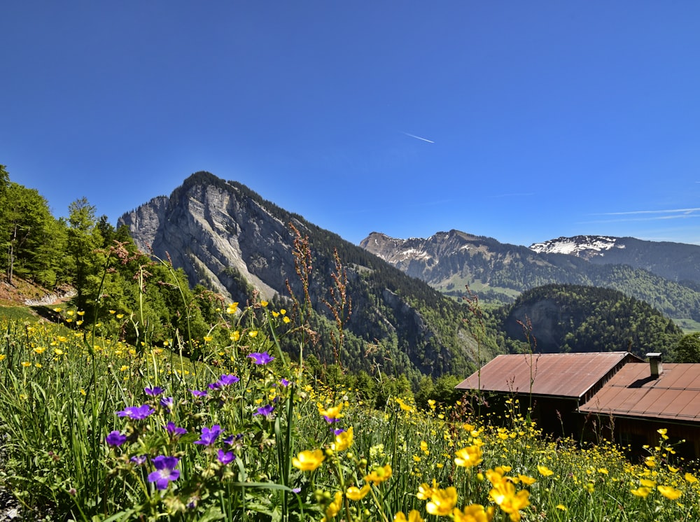 uma vista de uma cordilheira com flores silvestres e montanhas ao fundo