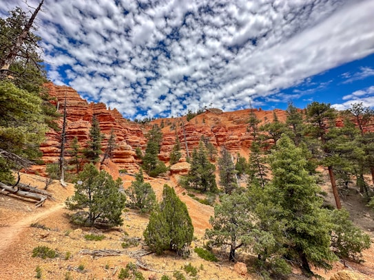A landscape with striking red rock formations and layers, interspersed with green coniferous trees under a sky filled with fluffy, white clouds. The terrain is rugged, with a dirt pathway weaving through the rocky and forested area, suggesting a hiking trail.