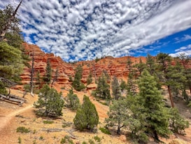 A landscape with striking red rock formations and layers, interspersed with green coniferous trees under a sky filled with fluffy, white clouds. The terrain is rugged, with a dirt pathway weaving through the rocky and forested area, suggesting a hiking trail.