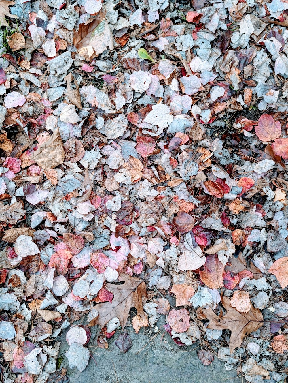 a red fire hydrant sitting on top of a pile of leaves