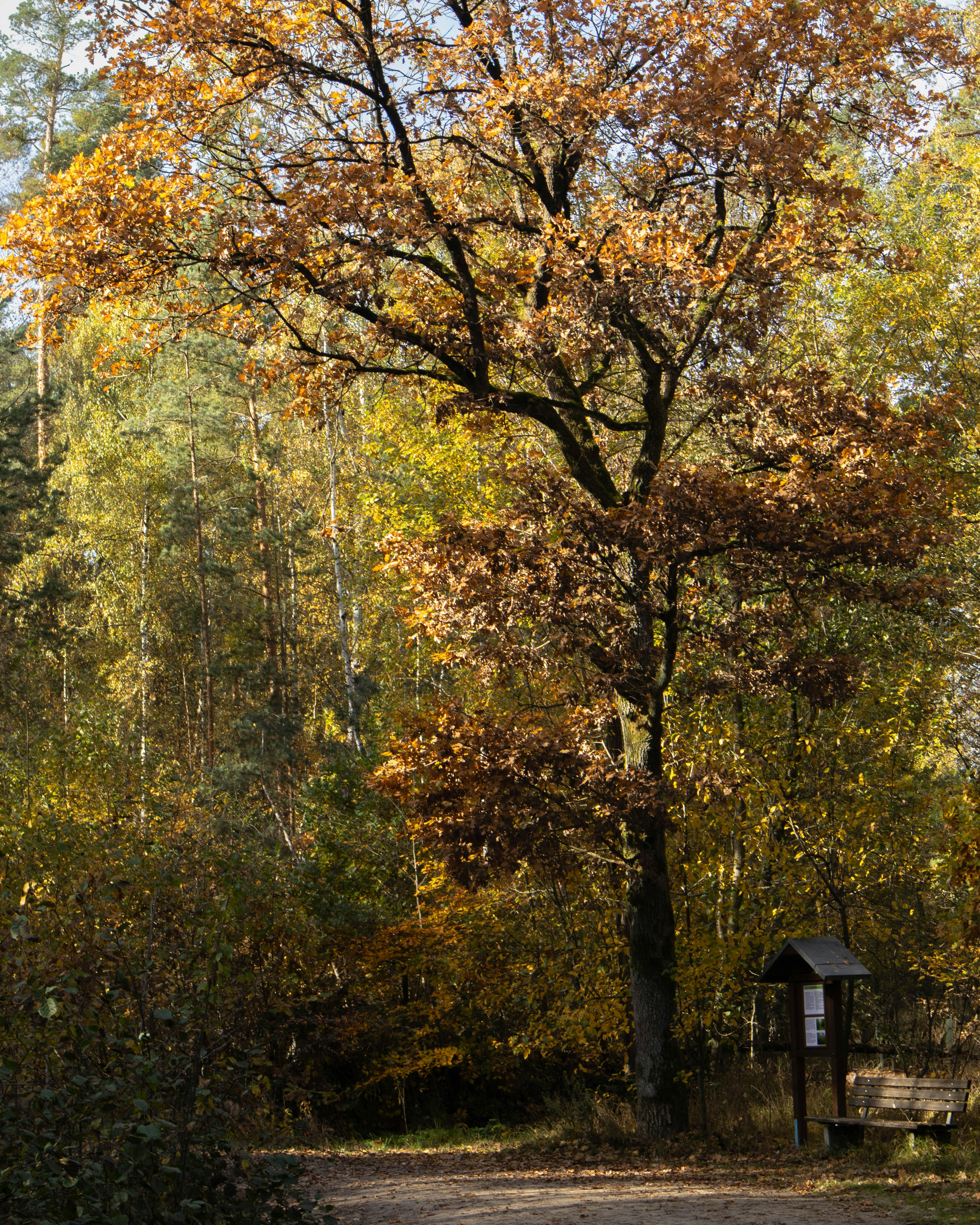 Photo by marko_lengyel