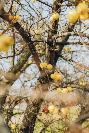 A tree branches out with numerous round, yellow fruits hanging from it. The branches are bare of leaves, suggesting it might be late autumn or winter. The fruits appear small and densely populate the tree, with a few showing spots of decay. The background is slightly blurred, consisting of pale blue sky and a hint of green foliage.