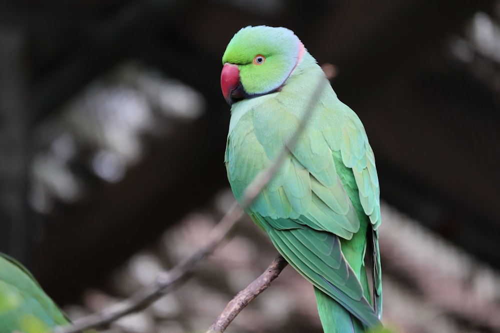 a close up of a green bird on a branch