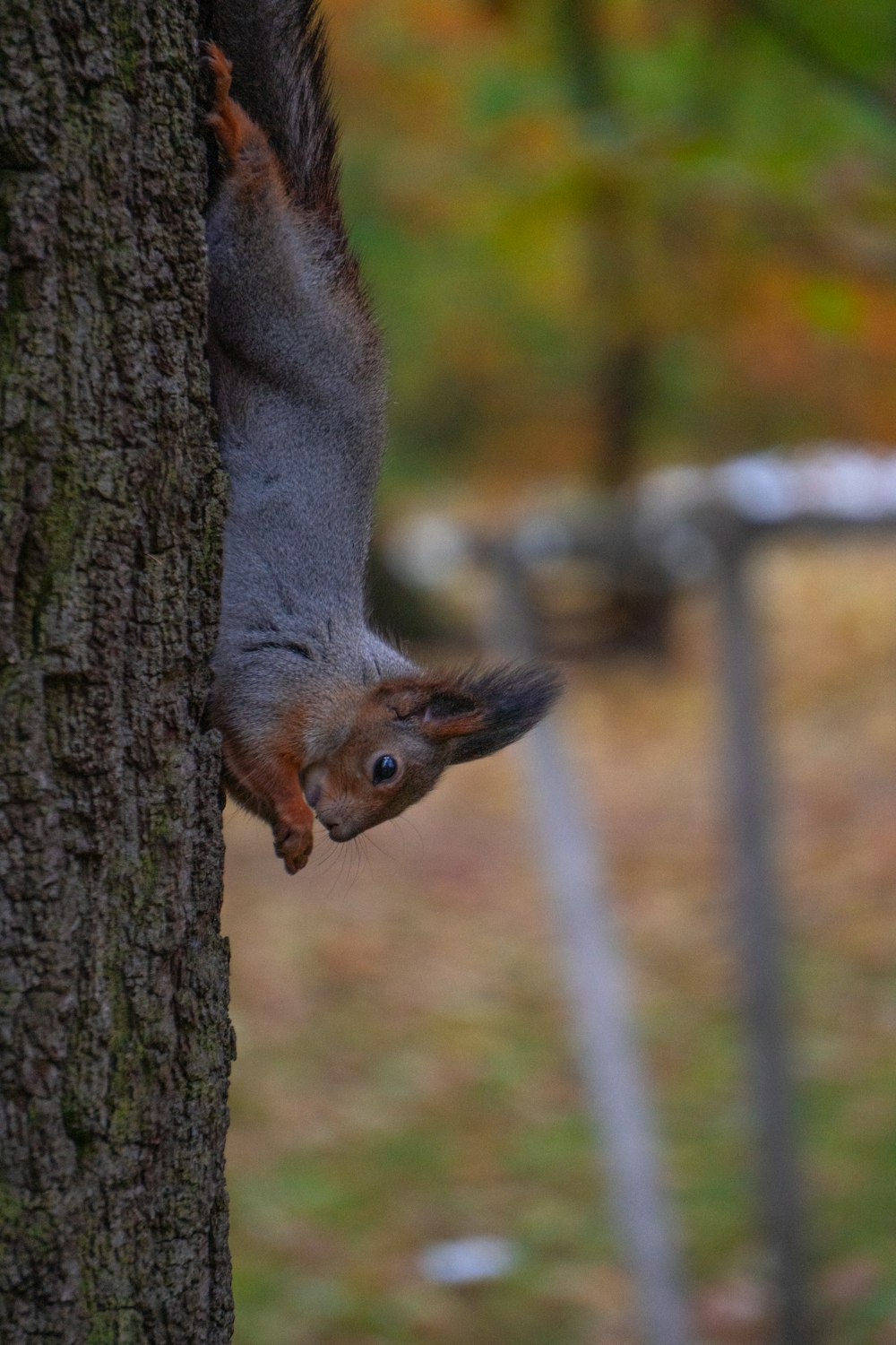 a squirrel climbing up the side of a tree