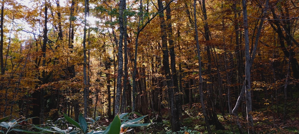 a forest filled with lots of tall trees