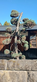 A well-pruned, artistic pine tree stands in front of a traditional wooden building. The tree features multiple rounded clusters of foliage on a series of twisting, bare branches. The background shows wooden walls with windows, and a bright blue sky tops the scene.