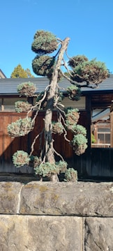 A well-pruned, artistic pine tree stands in front of a traditional wooden building. The tree features multiple rounded clusters of foliage on a series of twisting, bare branches. The background shows wooden walls with windows, and a bright blue sky tops the scene.
