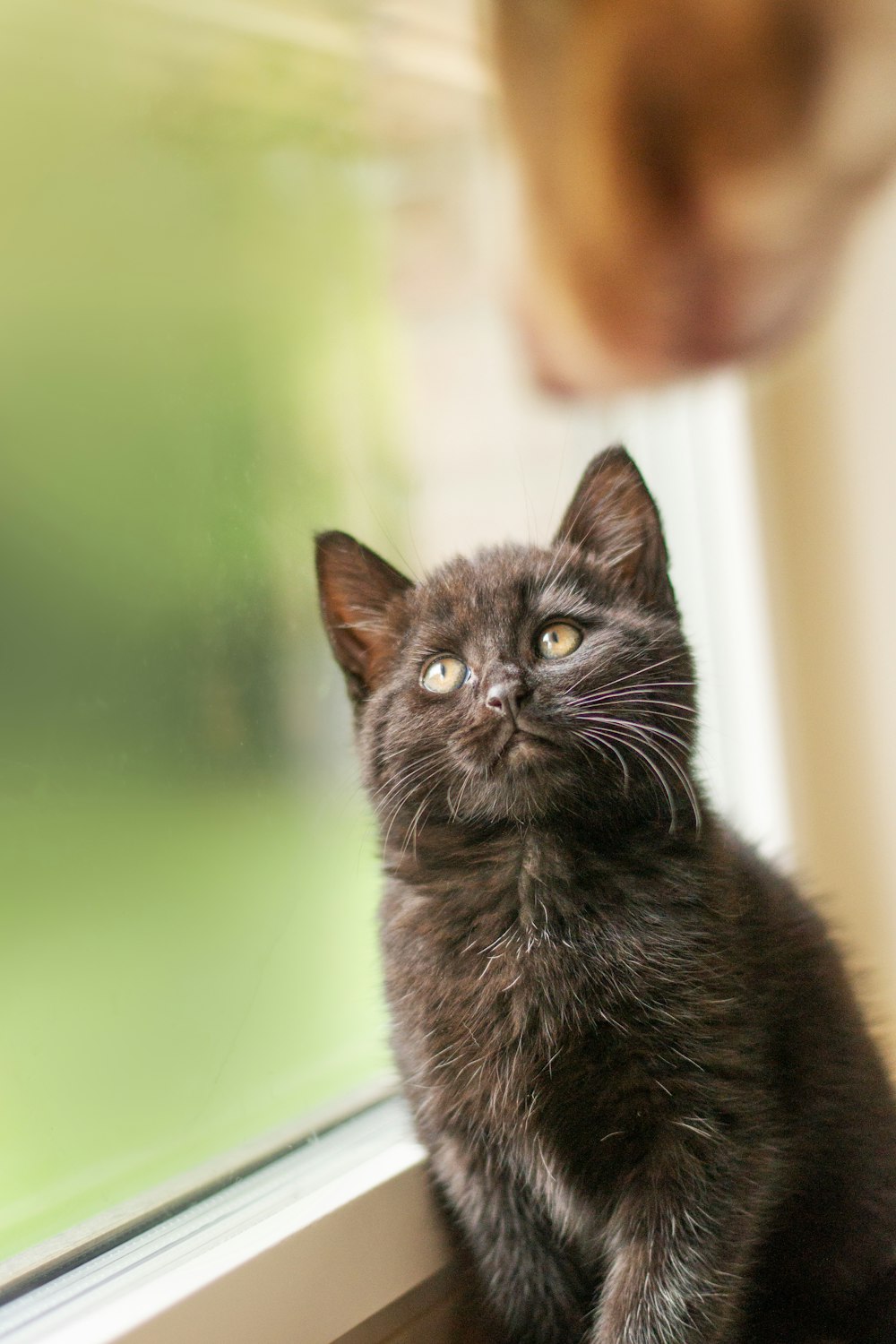 a black cat sitting on a window sill looking up