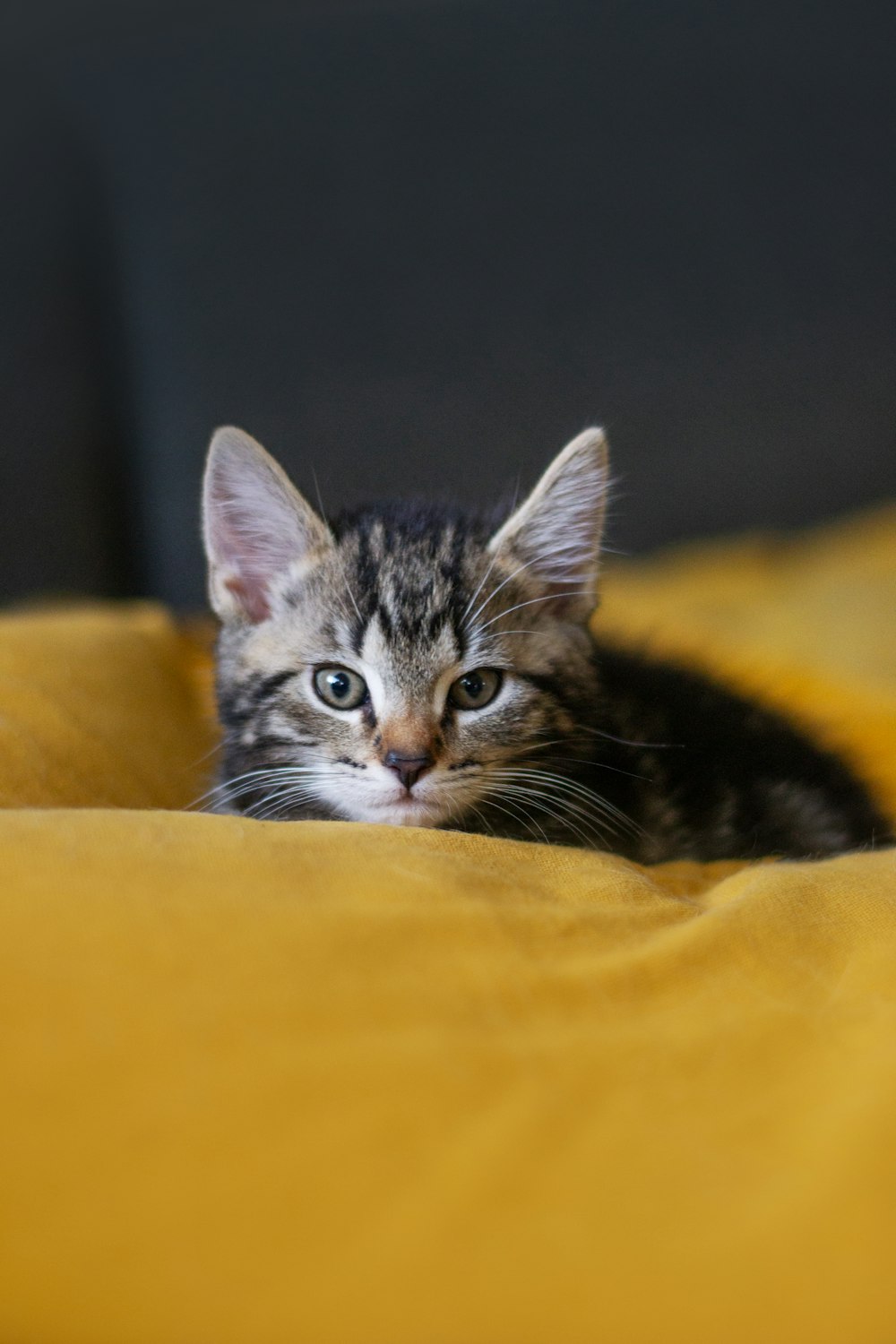 a small kitten laying on top of a yellow blanket