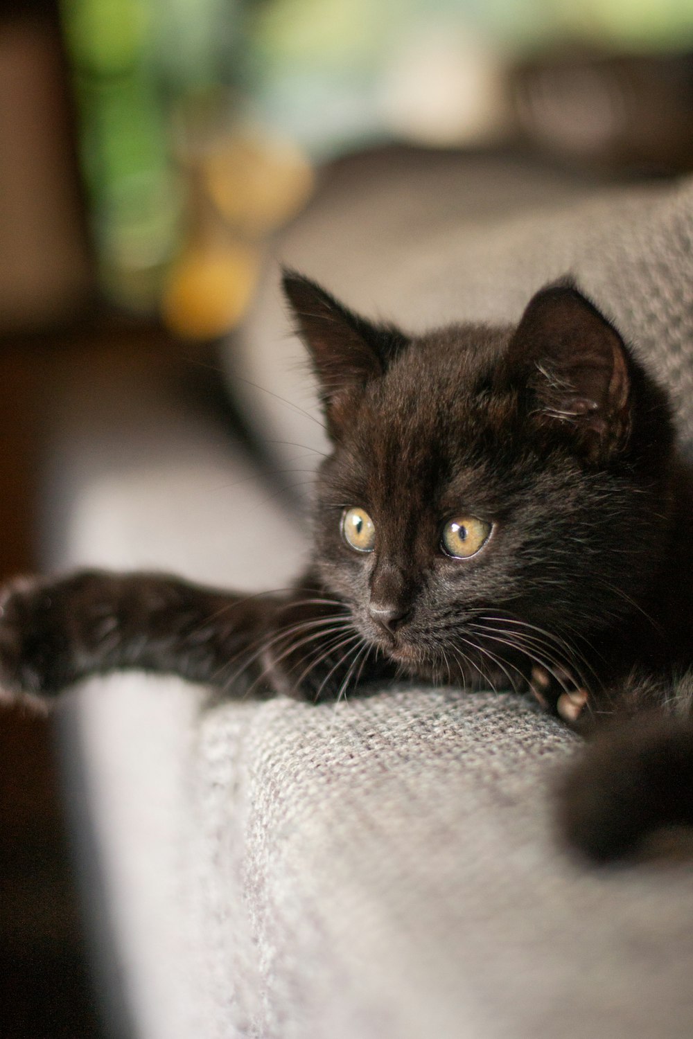 a black cat laying on top of a couch