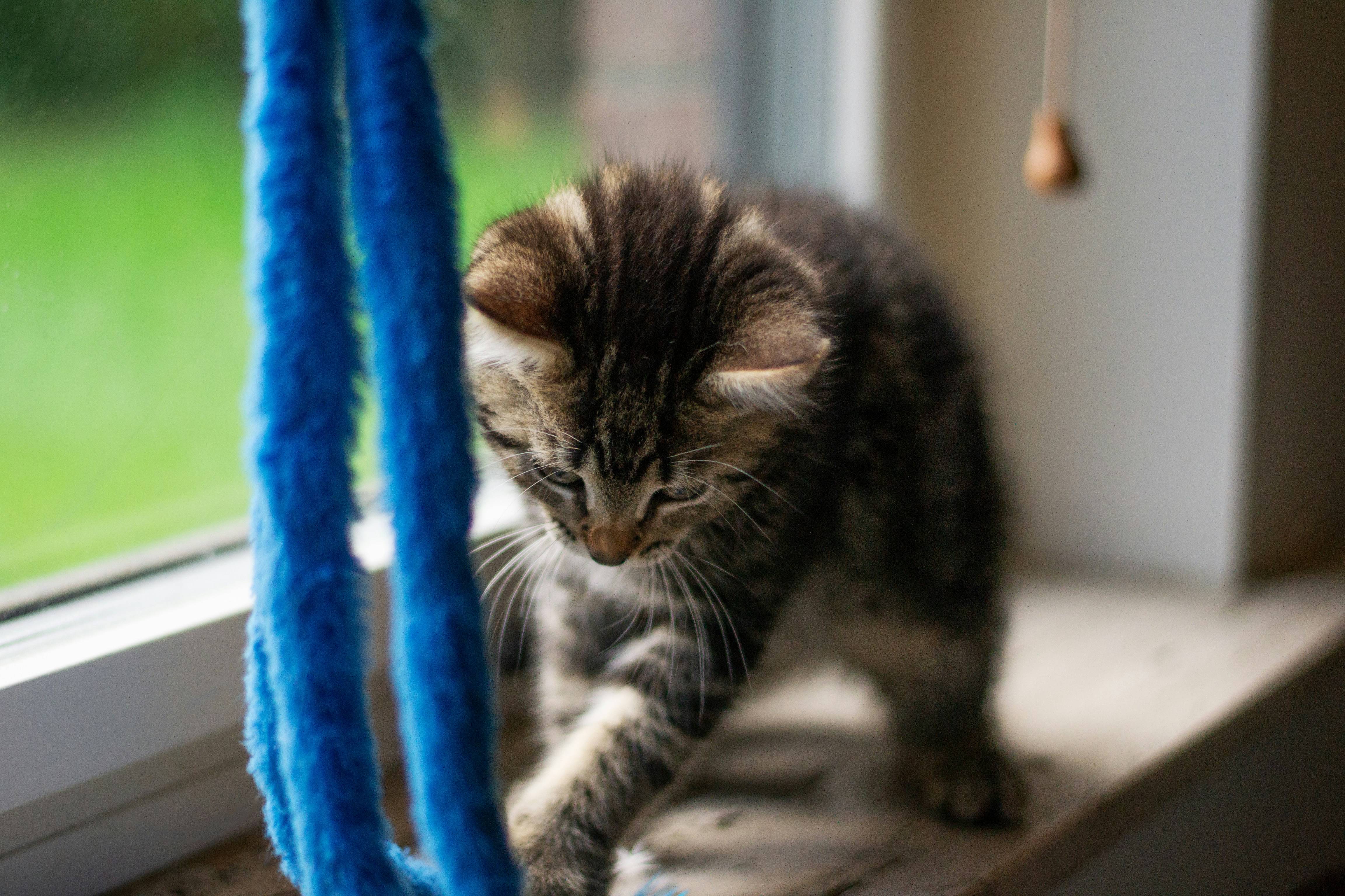 ein kleines Kätzchen, das auf einem Fensterbrett läuft