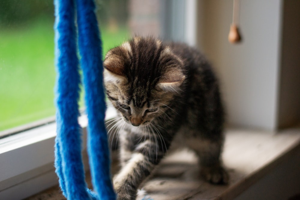 a small kitten walking on a window sill