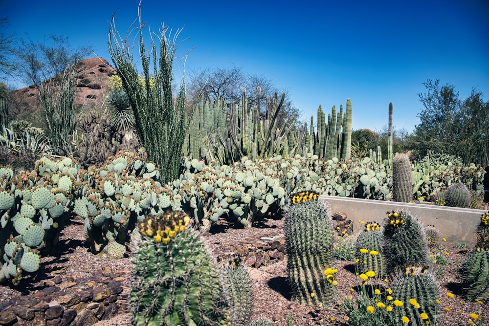 a cactus garden with many different types of cactus