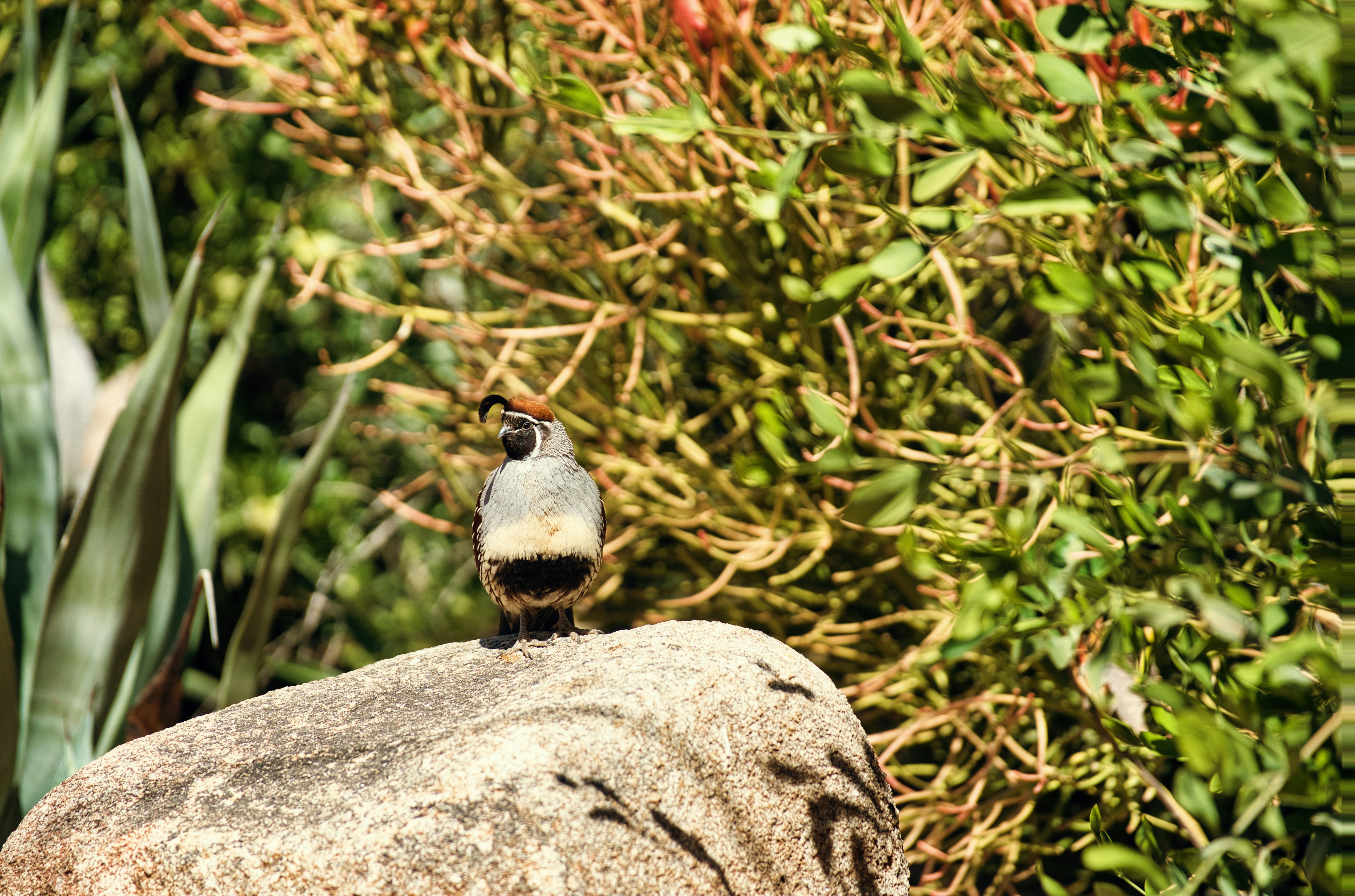 un pequeño pájaro sentado en la cima de una gran roca