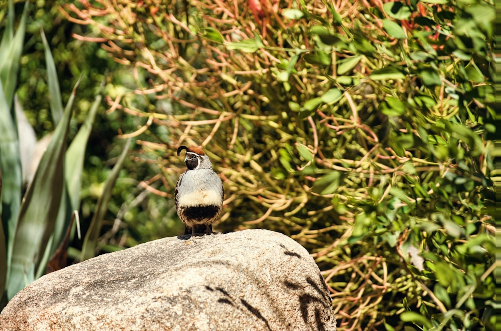 a small bird sitting on top of a large rock