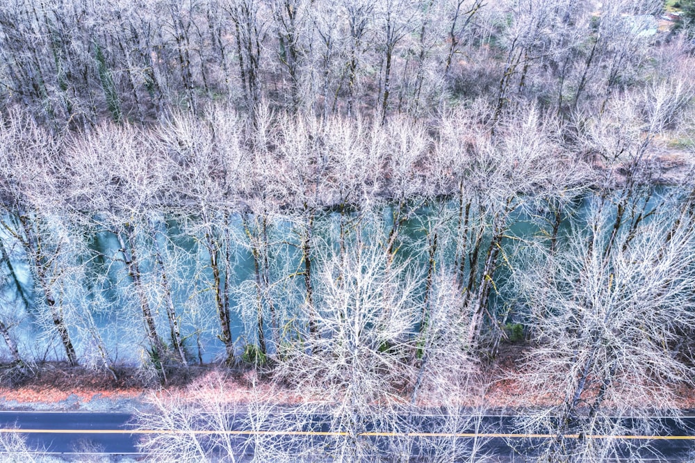 a group of trees that are next to a road