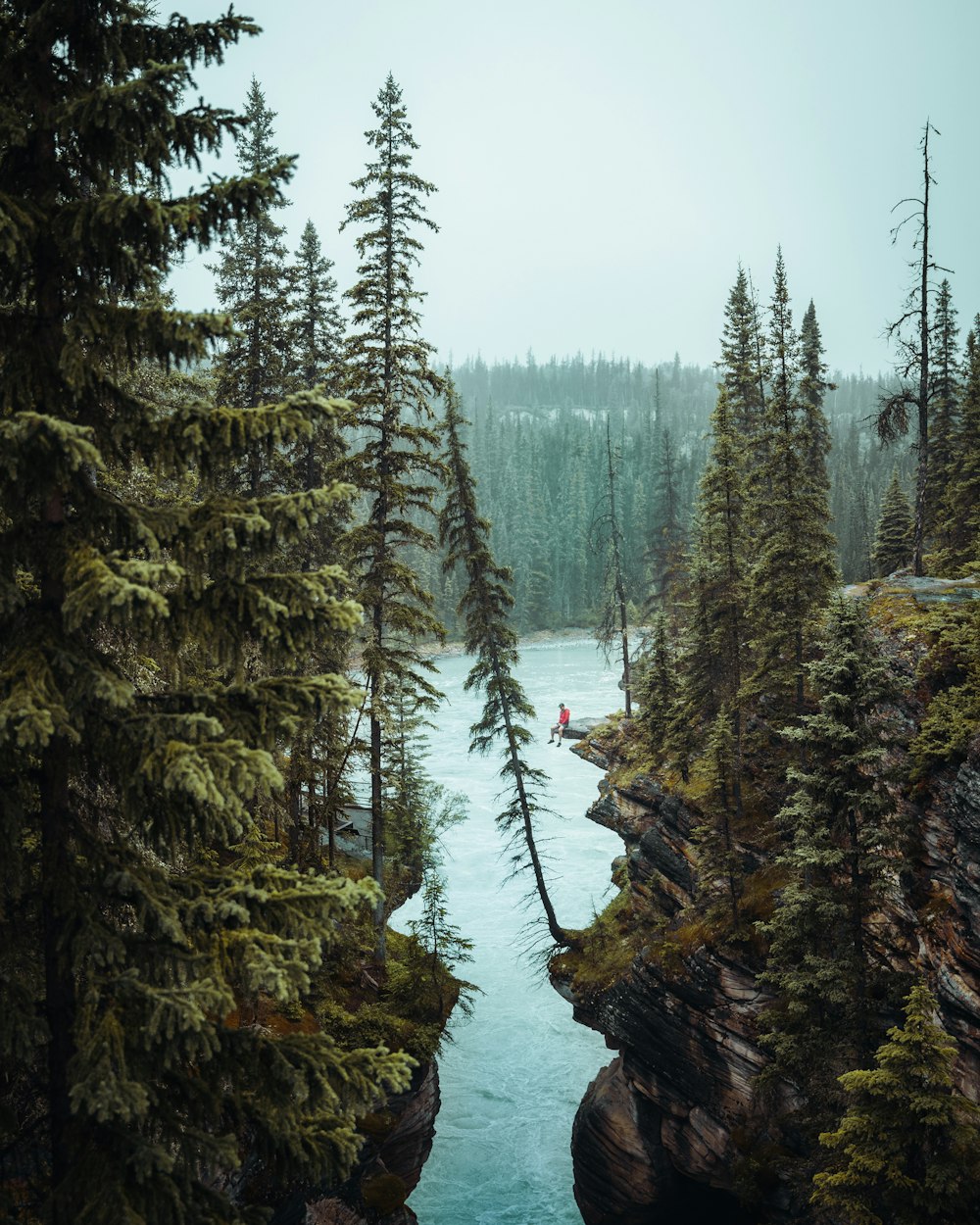 a river running through a forest filled with trees