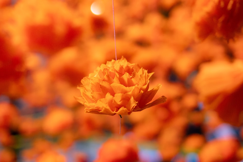 a close up of a yellow flower on a string
