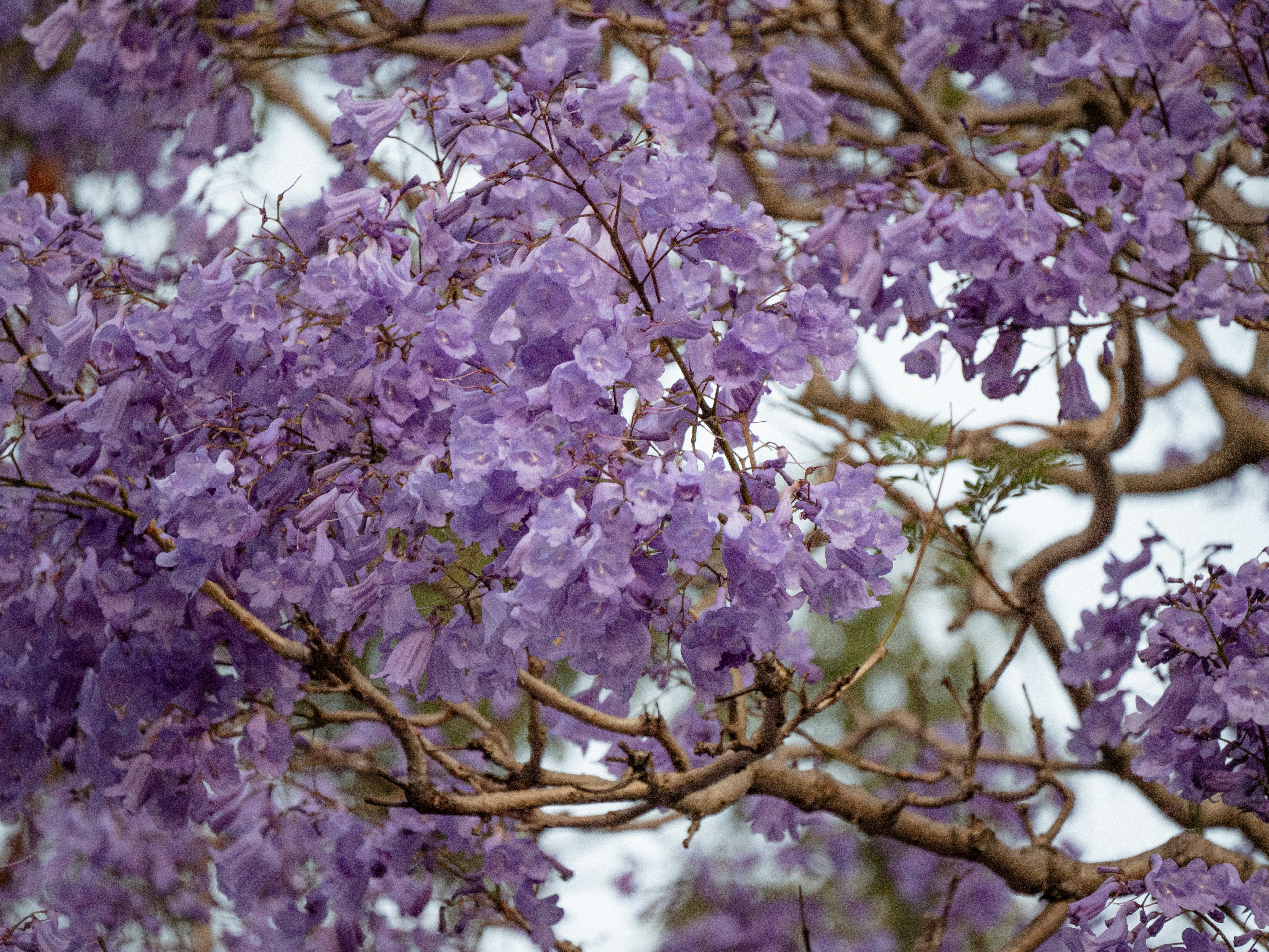 a purple tree with lots of purple flowers