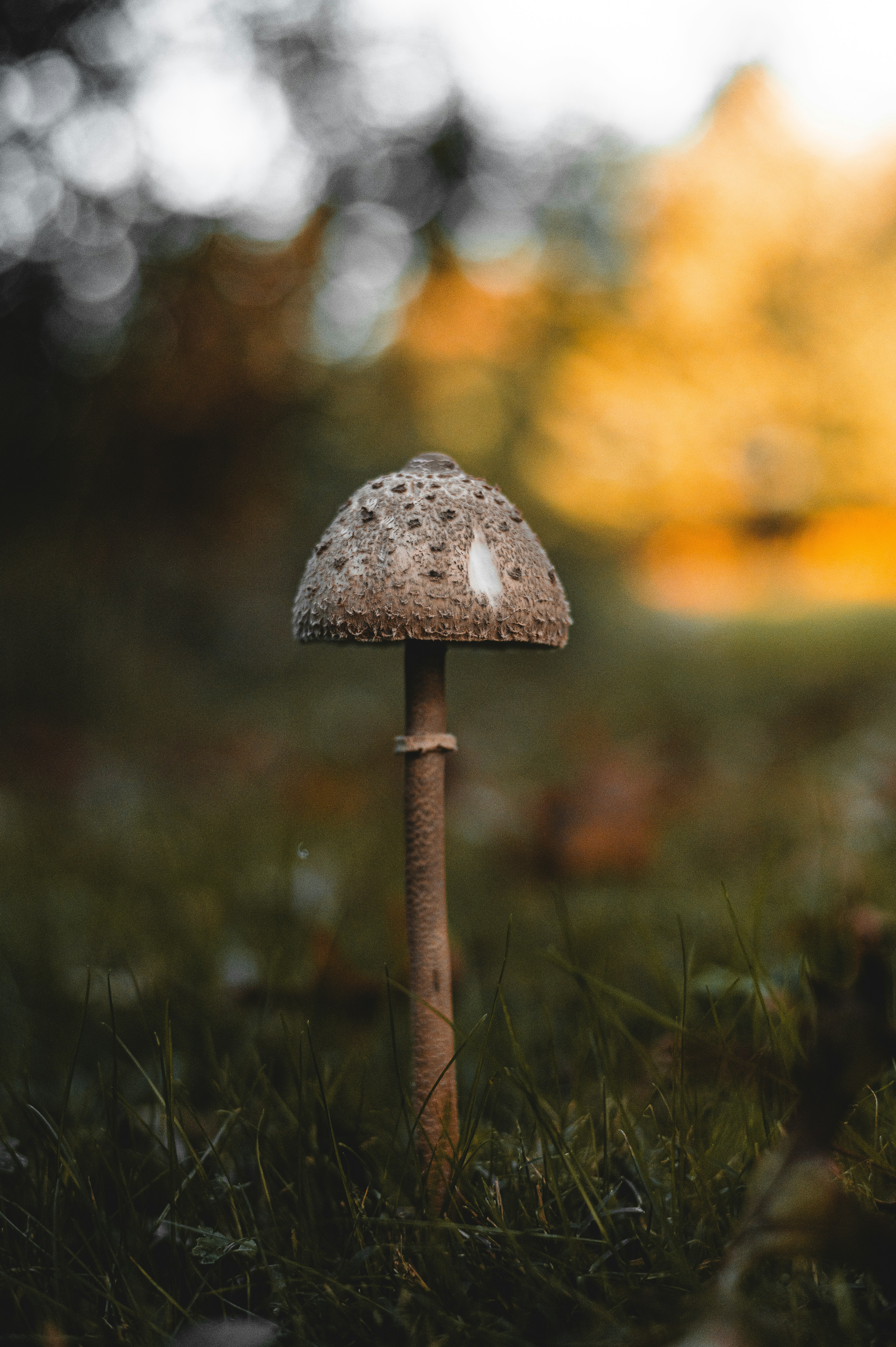 a small mushroom sitting on top of a lush green field