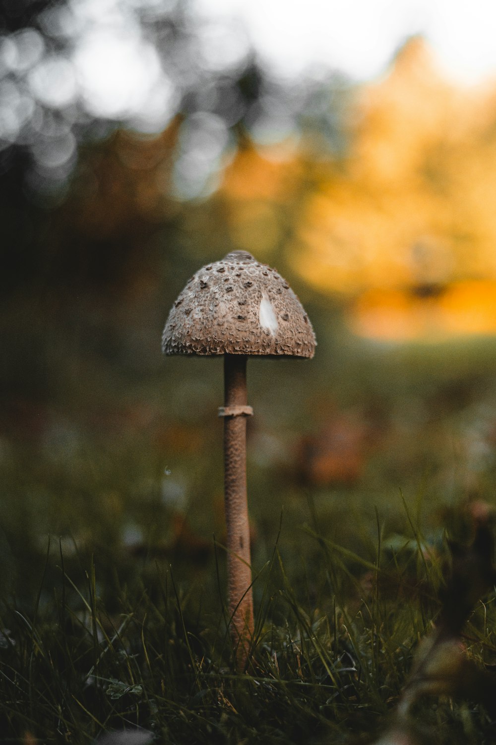 a small mushroom sitting on top of a lush green field