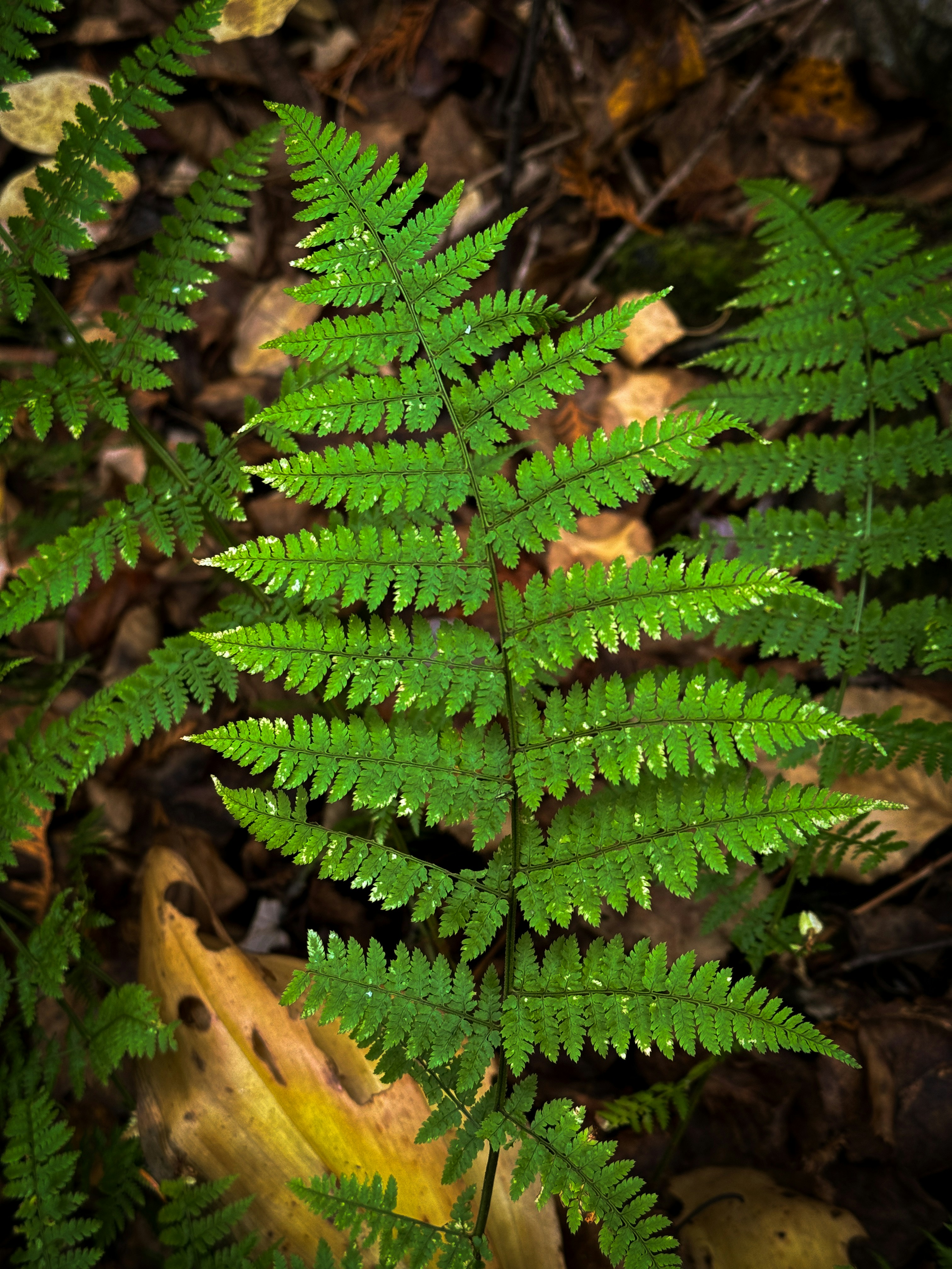 Photo by samvalotaire