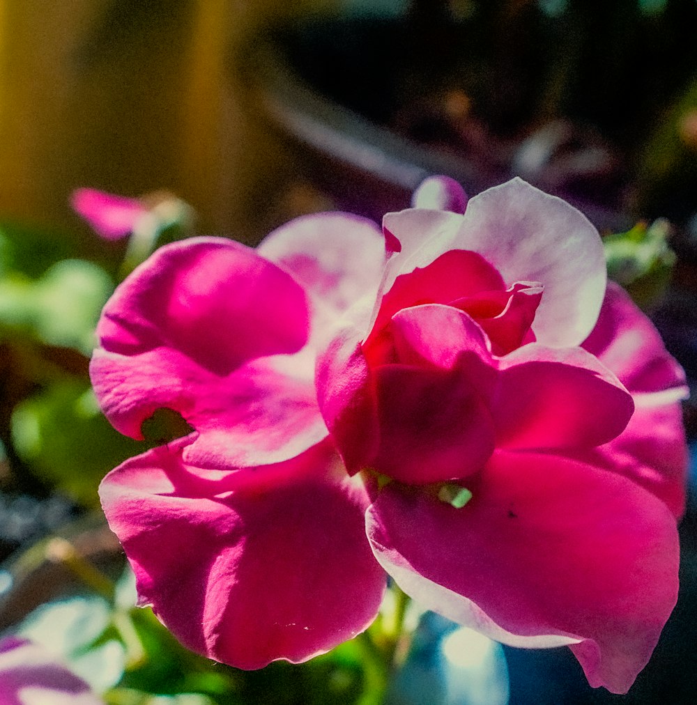 a close up of a pink and white flower