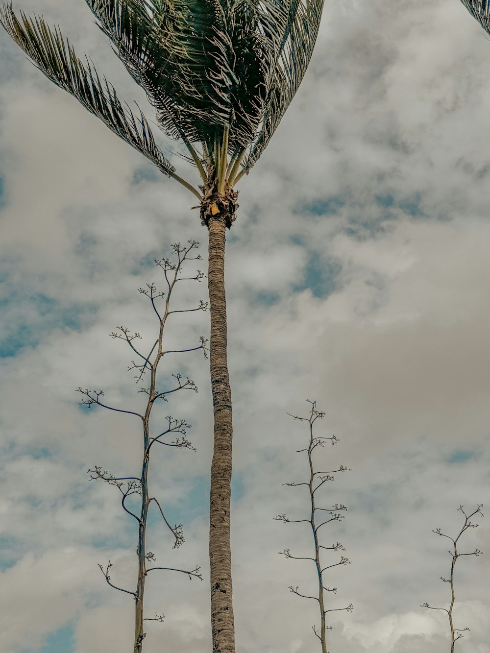 a couple of palm trees that are next to each other