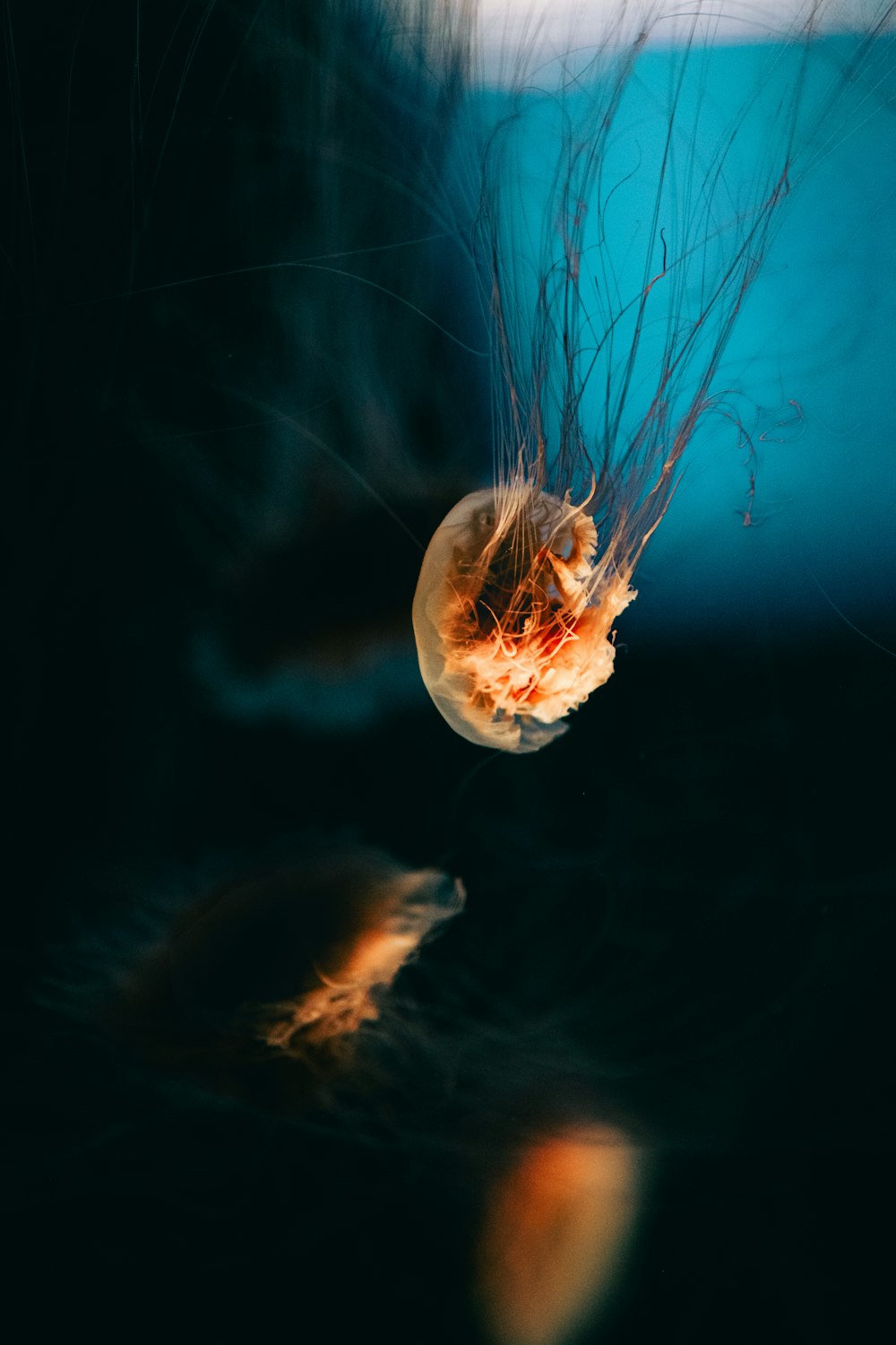 a jellyfish is floating in the water