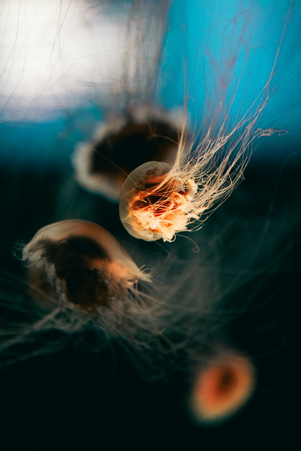 a close up of a jellyfish in a tank