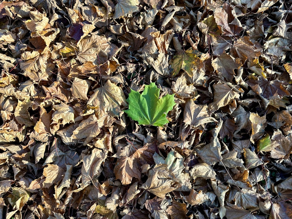 a green leaf is laying on the ground