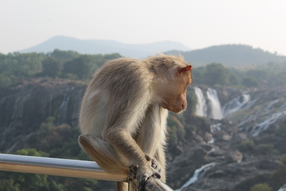 a monkey that is sitting on a rail