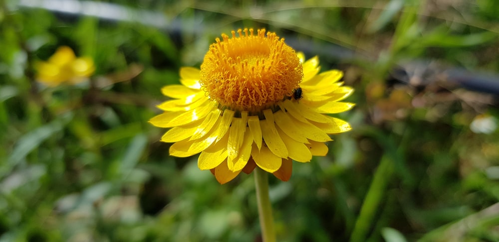 a yellow flower with a bee on it