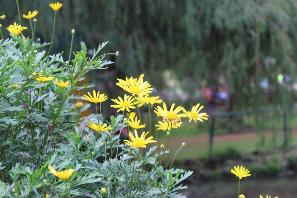 a bunch of yellow flowers in a park