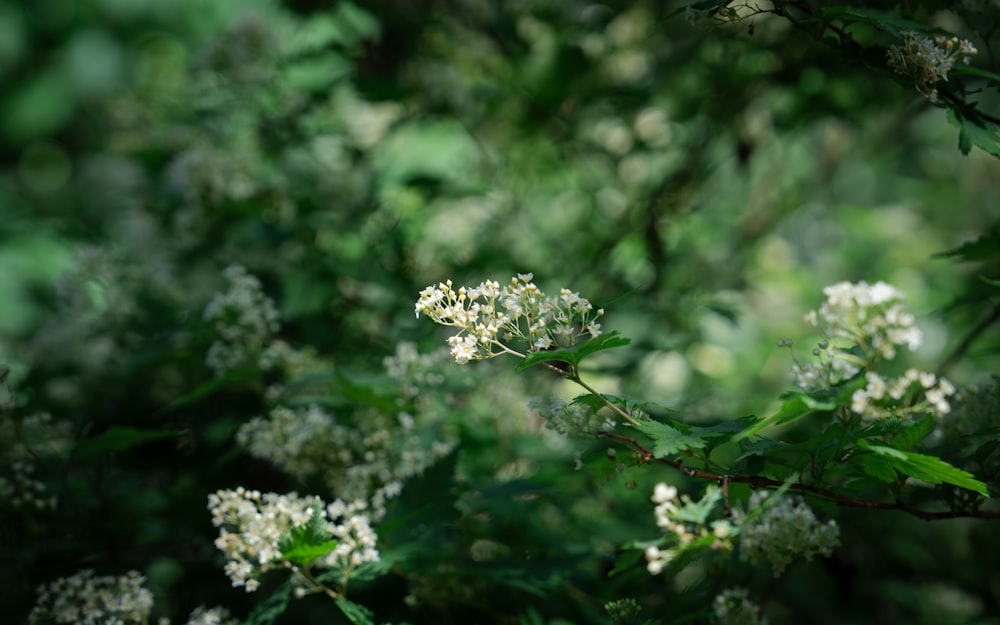 a close up of a tree with white flowers