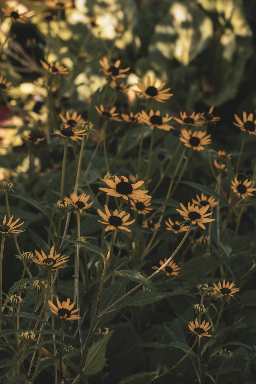 a bunch of yellow flowers in a field