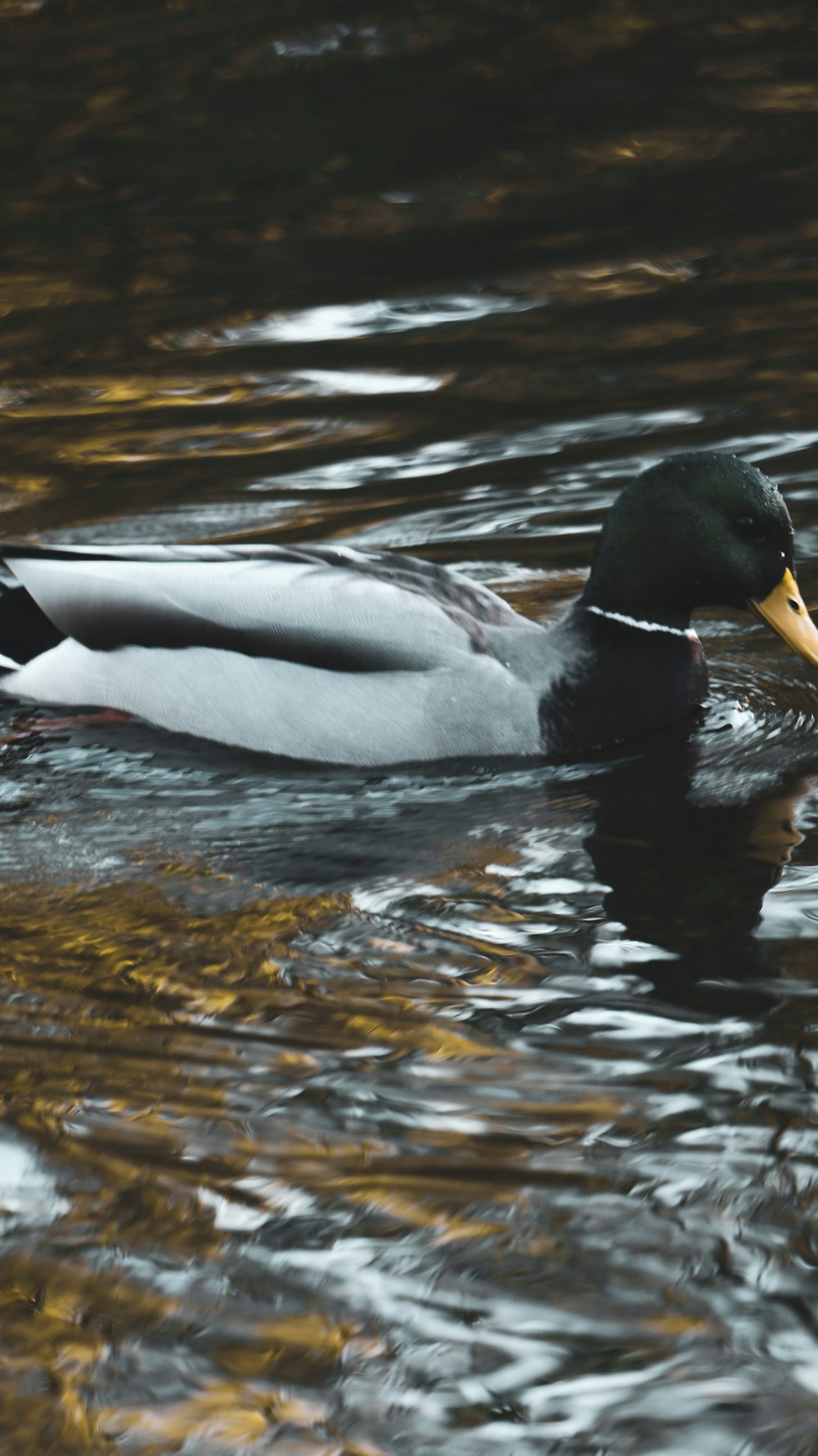 a duck floating on top of a body of water