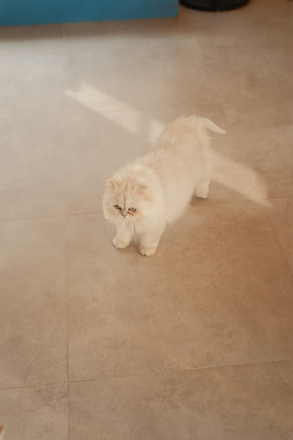 a small white cat walking across a tile floor