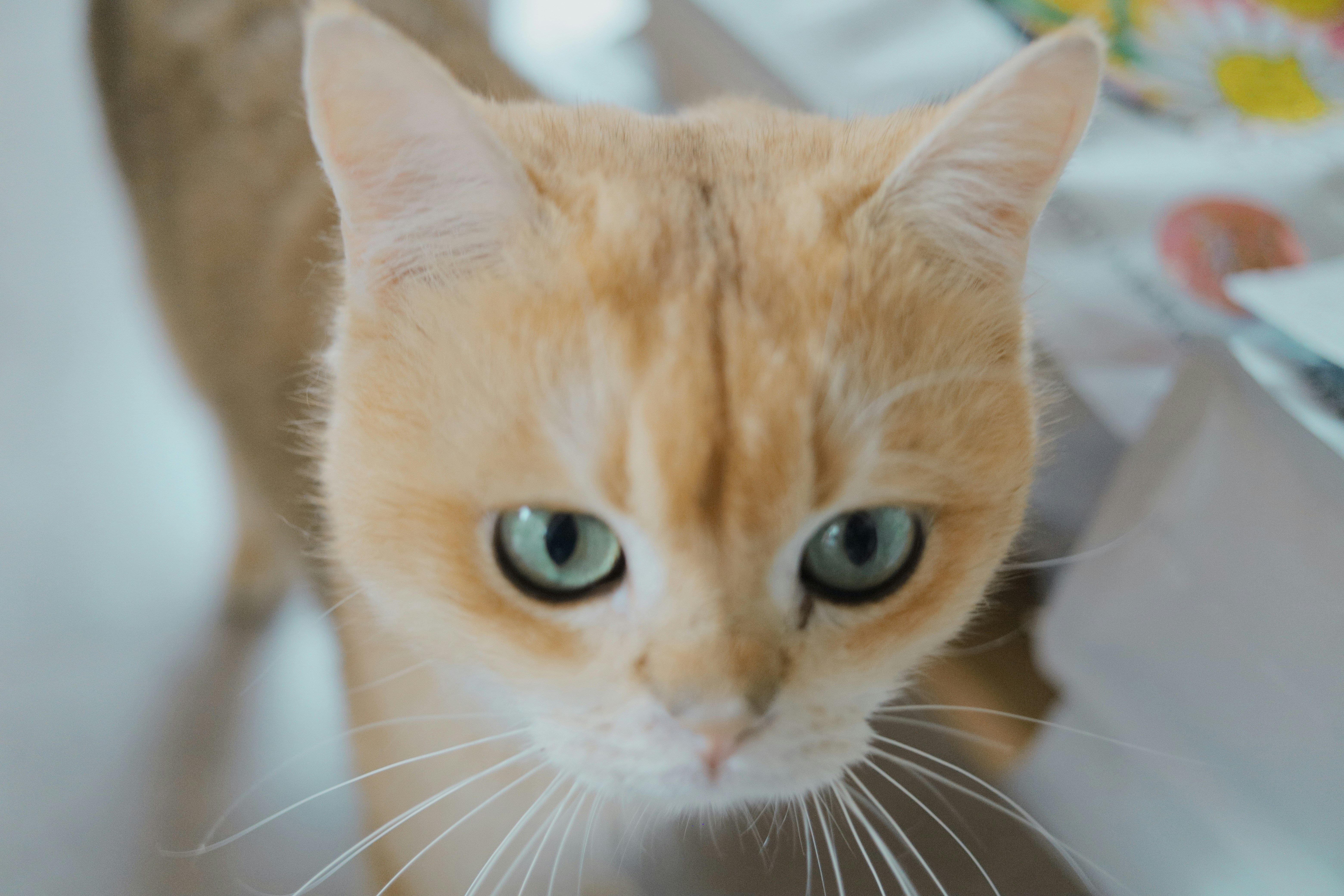 Photo by yokonoito0512