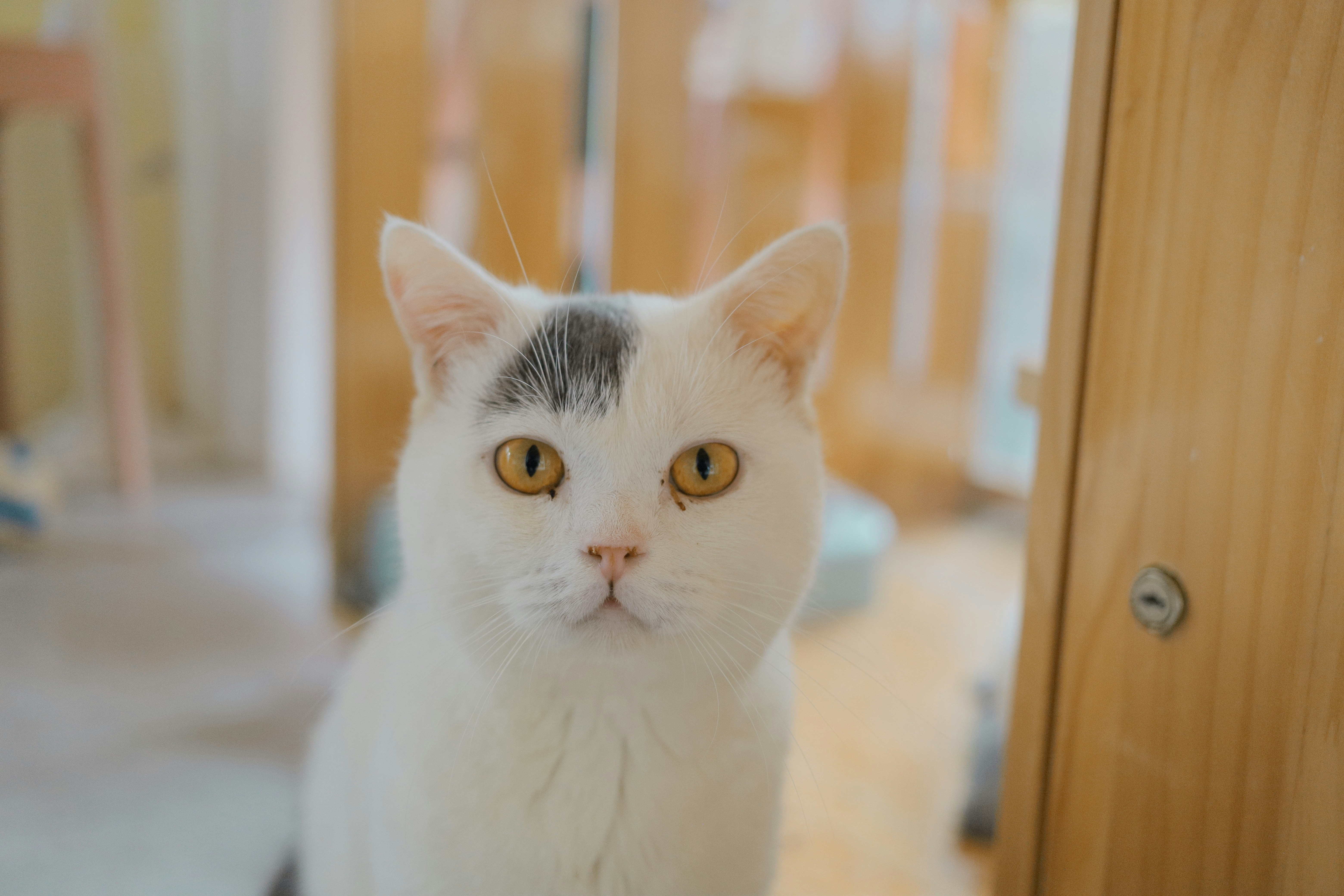 Photo by yokonoito0512