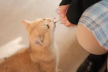 A tender moment of a volunteer feeding a recovering cat with a syringe.